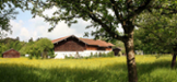 grüne Wiese mit rechts einem Baum und im Hintergrund ein Haus mit Holzdach